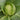 Iron Green 45 Cabbage, 10g