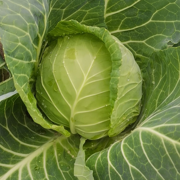 Iron Green 45 Cabbage, 10g
