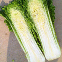 'Cuiqing No.8' Chinese Cabbage Seeds, 10g