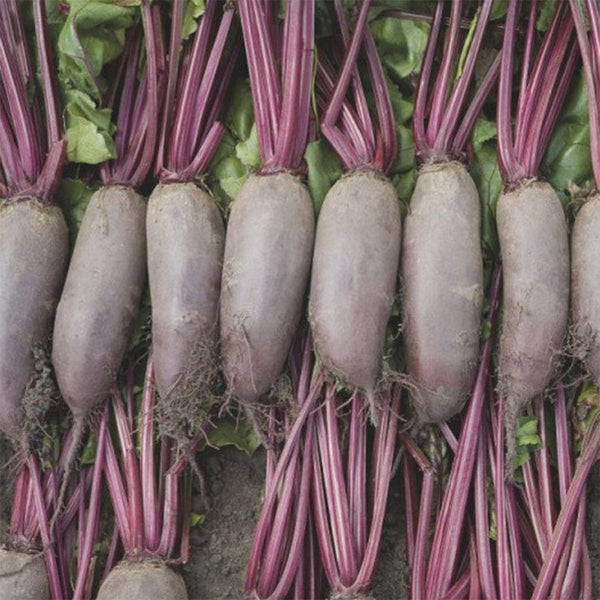 ALTO Long-shaped Red Garden Beet Seeds, 200 Seeds