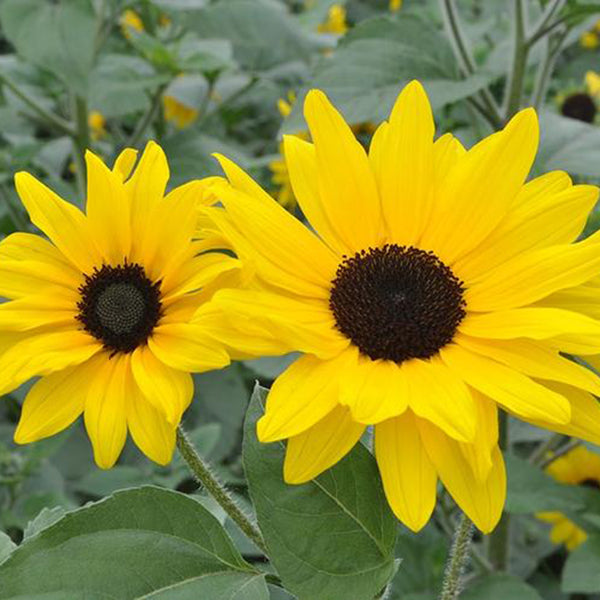 Yellow Rose Sunflower Seeds, 2g