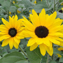 Yellow Rose Sunflower Seeds, 2g