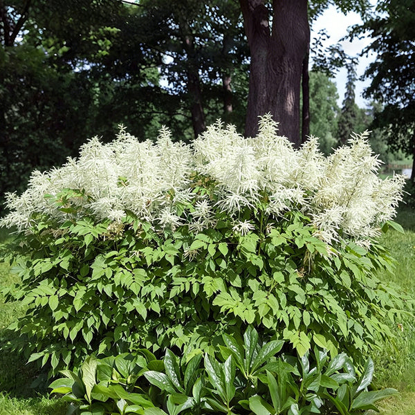 Goat's Beard, 10 Seeds