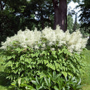 Goat's Beard, 10 Seeds