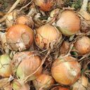 Imperial Topaz' Yellow Onion Seeds, 10g