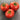 573 Tiny Totem Tomato, 5 Seeds