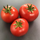 573 Tiny Totem Tomato, 5 Seeds