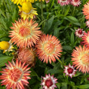 He Zhi Chun Strawflower Seeds, 1g