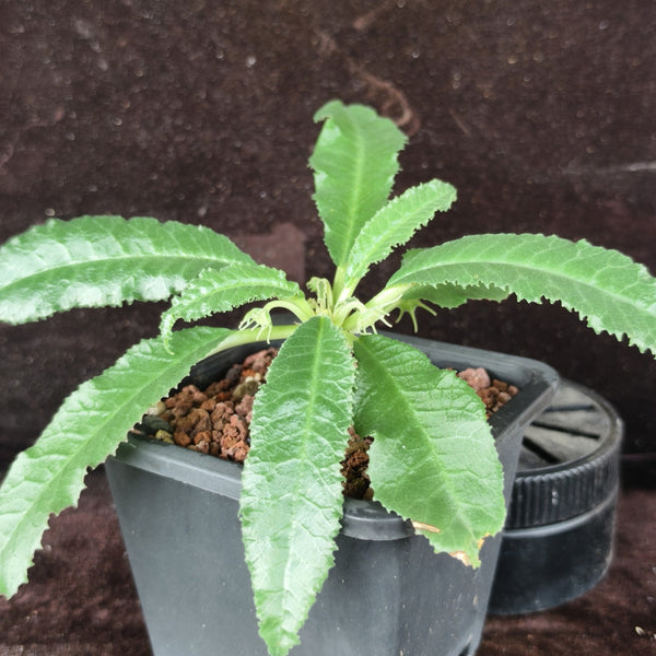 W955 Dorstenia crispa, 5 Seeds