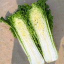 Jinkang 75 Chinese Cabbage Seeds, 5 × 5g Bags