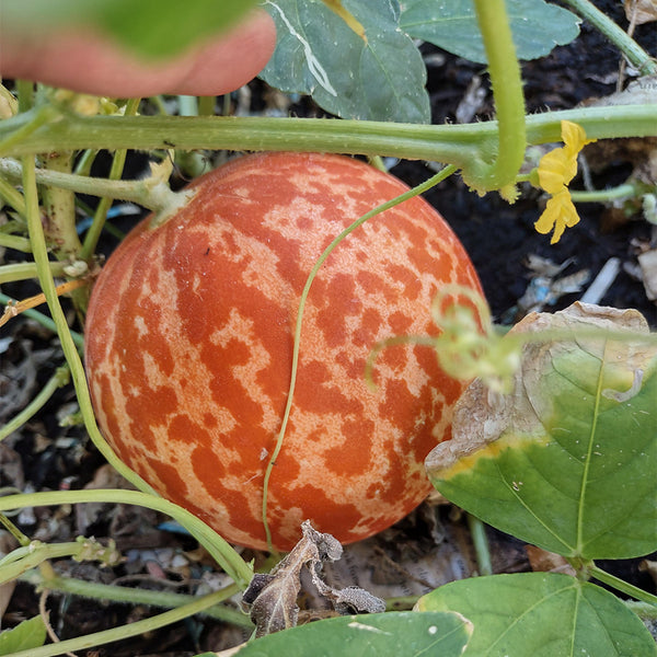 Tiger Melon, 10-15 Seeds