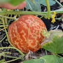 Tiger Melon, 10-15 Seeds