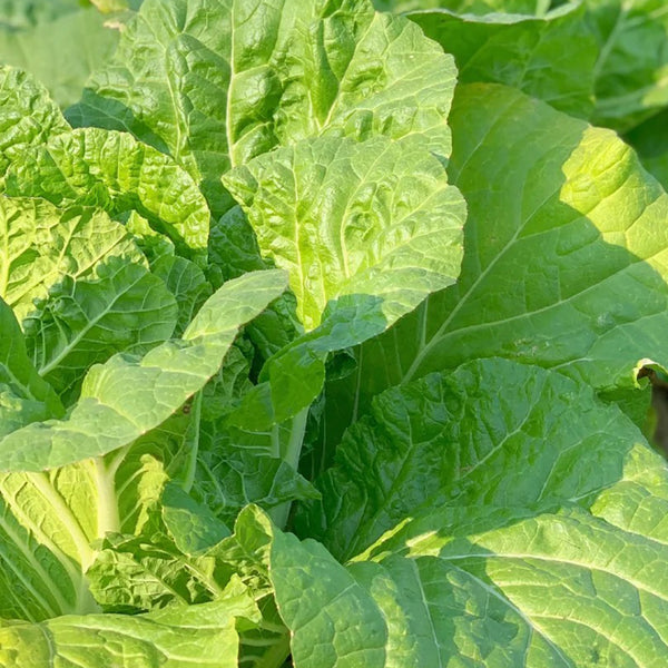 Jiemei 203 Xiayang Chinese Cabbage Seeds, 10g