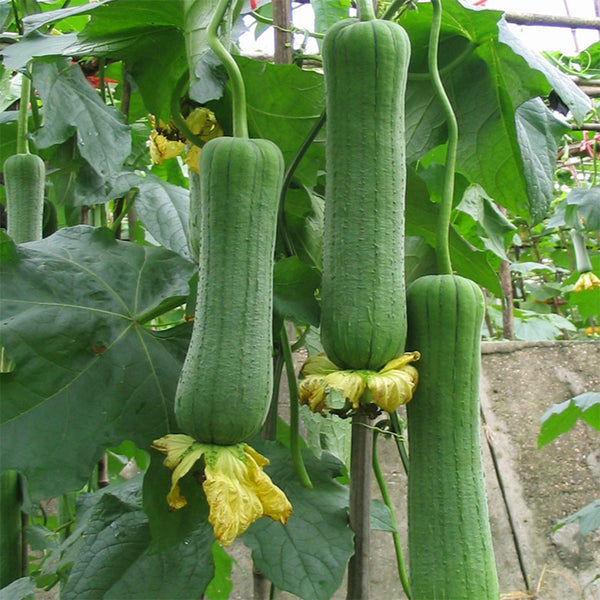 Short Club Flesh Luffa Seeds, 5 × 5g Bags