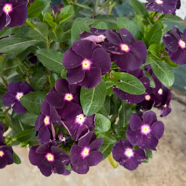 Madagascar Periwinkle, 100 Seeds