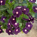 Madagascar Periwinkle, 100 Seeds