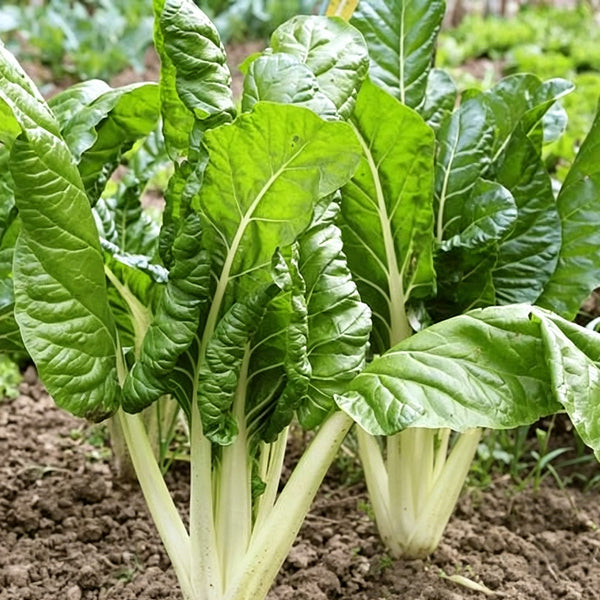 White-stemmed Leaf Beet Seeds, 5g