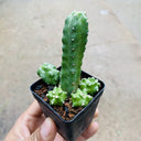 Echinocereus pentalophus cv 'Momotaro', 4-5cm