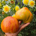VT-16 Yellow Heart with Nose F2 Tomato Seeds, 5 Seeds