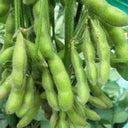 Jiaoda No.18 Edamame, 100 Seeds