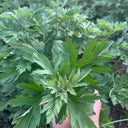 Fragrant Artemisia, 500 Seeds