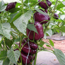 Shouhe Amethyst Sweet Pepper, 20 Seeds