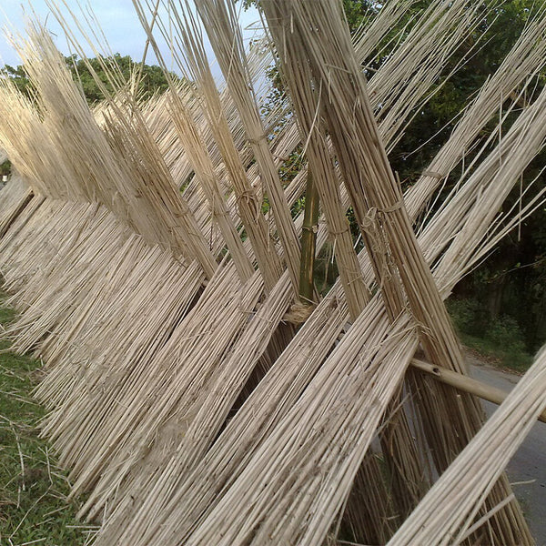 Jute (Corchorus capsularis L.), 100 Seeds