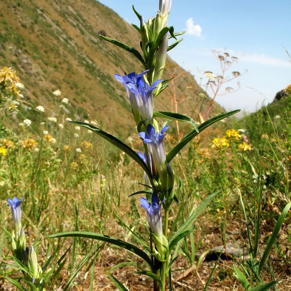Largeleaf Gentian Qin Jiao, 200 Seeds