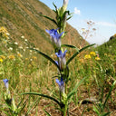Largeleaf Gentian Qin Jiao, 200 Seeds
