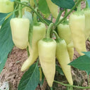 Baifumei White Chili Pepper Seeds, 15 Seeds