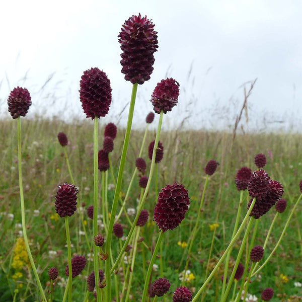 Great Burnet, 50 Seeds