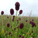 Great Burnet, 50 Seeds