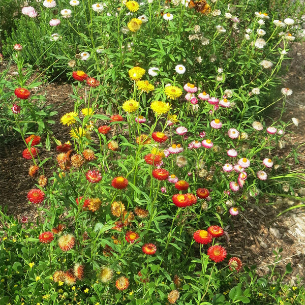 Tall Strawflower Mix, 100 Seeds