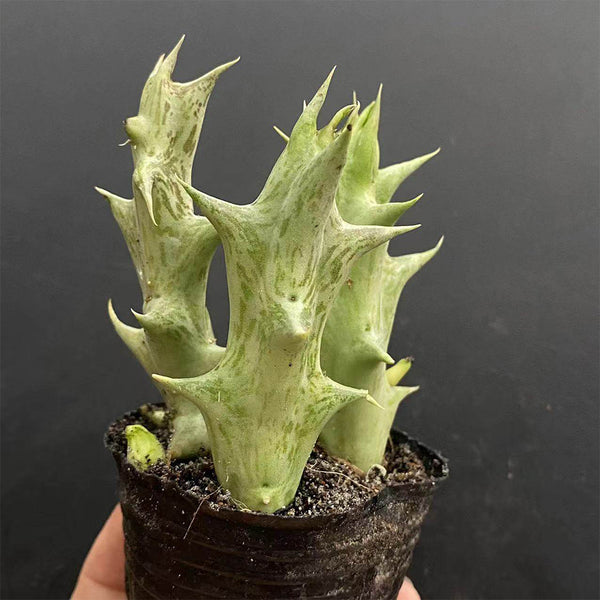3Pcs Caralluma hesperidum, 3-4cm