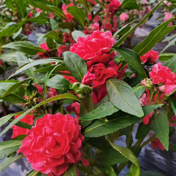 Red Garden Balsam Double Flower Seeds