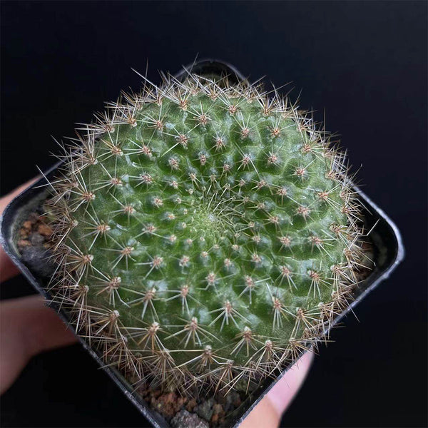 Rebutia minuscula, 3-4cm