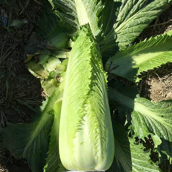 'Green Bamboo 70' Chinese Cabbage Seeds, 20g