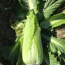 'Green Bamboo 70' Chinese Cabbage Seeds, 20g