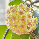 Hoya vitellina, 2 Cuttings