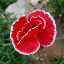 Red with White Edge Corn Poppy, 1000 Seeds