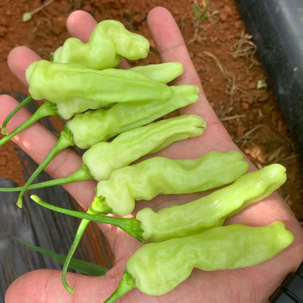 Pickling Pepper Seeds, 0.5g