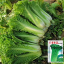 'Cuiqing 55' Qingmaye Chinese Cabbage Seeds, 4g