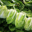 Improved 'Qingza No.3' Chinese Cabbage Seeds, 5g