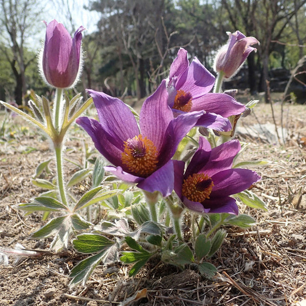 Pulsatilla chinensis Seeds, 20 Seeds