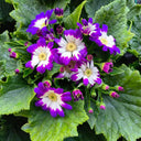 Mixed Colors Large-flowered Cineraria