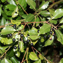 Small Leaf Camphor Tree, 100 Seeds