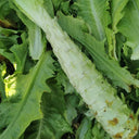 Erbai Pi Stems Lettuce Seeds, 10g