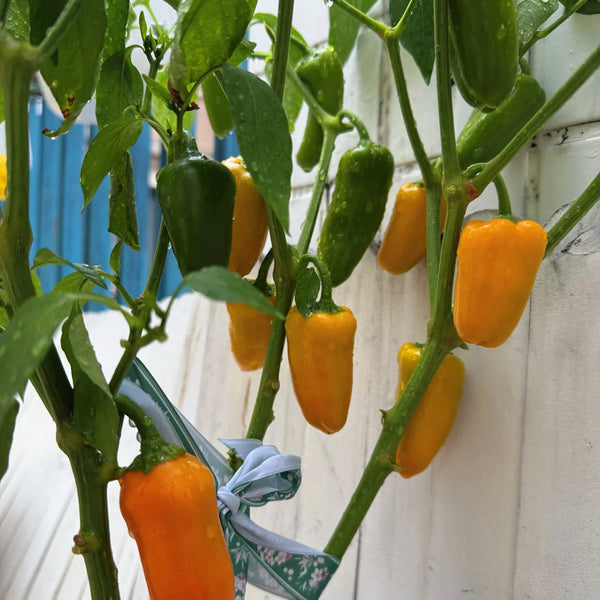 Mini Yellow Sweet Pepper, 10 Seeds