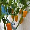 Mini Yellow Sweet Pepper, 10 Seeds