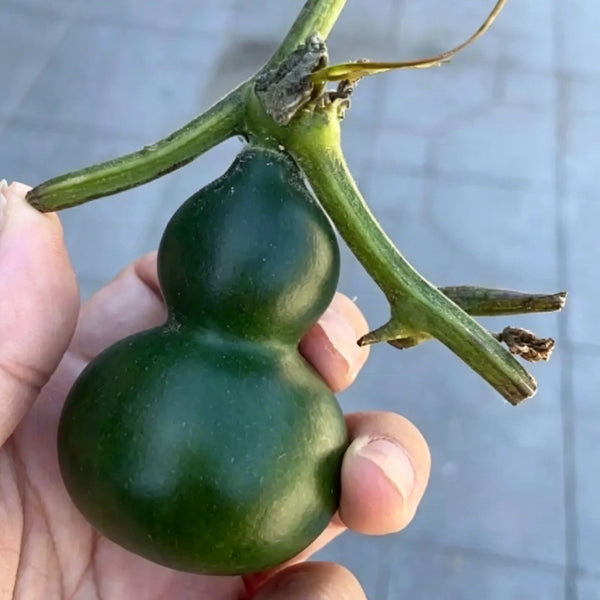 Dark Green Gourd, 5 Seeds